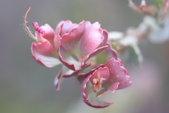 Adenanthos cuneatus