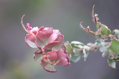 Adenanthos cuneatus