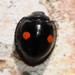 Twice-stabbed Lady Beetles - Photo (c) Jason M Crockwell, some rights reserved (CC BY-NC-ND), uploaded by Jason M Crockwell