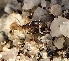 Pheidole barbata