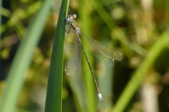 Lestes virens virens