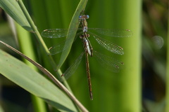 Lestes virens virens