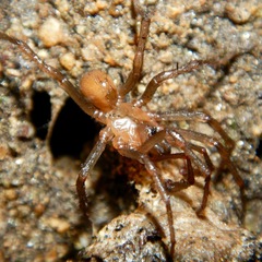 Aliatypus