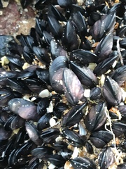 Brachidontes rostratus