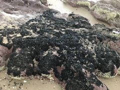 Brachidontes rostratus