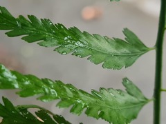 Asplenium cuspidatum