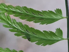 Asplenium cuspidatum