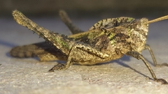 Xyleus discoideus angulatus
