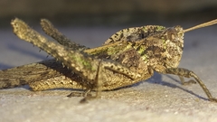 Xyleus discoideus angulatus