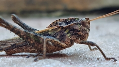 Xyleus discoideus angulatus