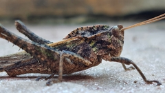 Xyleus discoideus angulatus