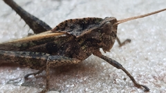 Xyleus discoideus angulatus