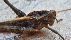 Xyleus discoideus angulatus