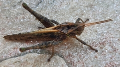 Xyleus discoideus angulatus