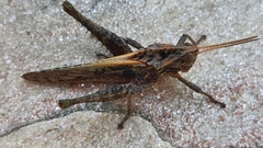Xyleus discoideus angulatus