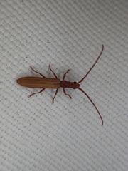 Syllitus argillaceus