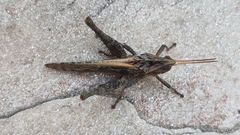 Xyleus discoideus angulatus