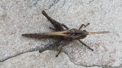Xyleus discoideus angulatus