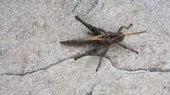 Xyleus discoideus angulatus