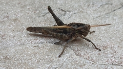 Xyleus discoideus angulatus