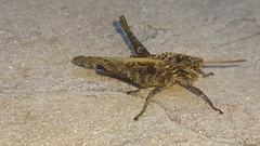 Xyleus discoideus angulatus