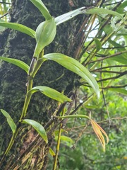Epidendrum buenaventurae