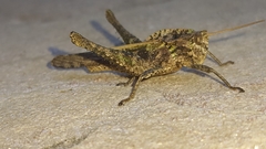 Xyleus discoideus angulatus