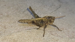 Xyleus discoideus angulatus