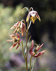 Fritillaria atropurpurea