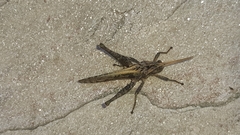 Xyleus discoideus angulatus