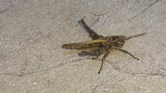 Xyleus discoideus angulatus