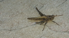 Xyleus discoideus angulatus