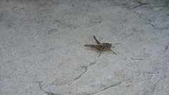 Xyleus discoideus angulatus