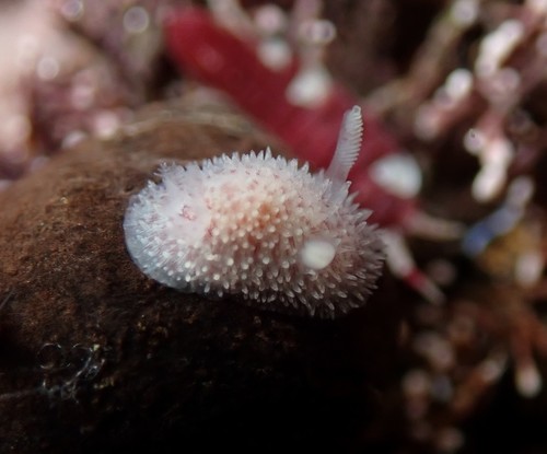 Hairy Spiny Dorid, Cape Elizabeth, ME, USA, photo 10 of 10