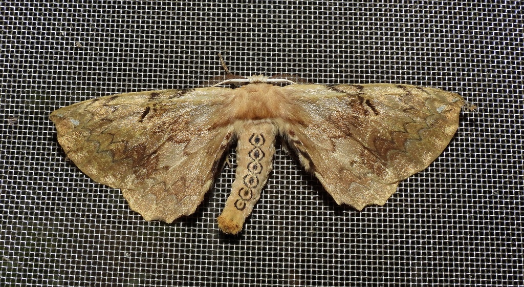 Phiditia scriptigera