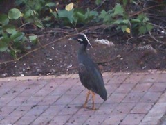 Nyctanassa violacea pauper