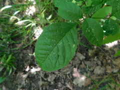 Fraxinus quadrangulata