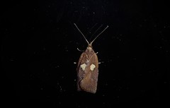 Planotortrix excessana