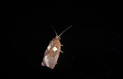 Planotortrix excessana