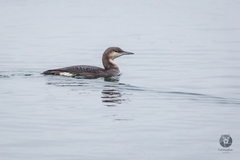 Gavia arctica