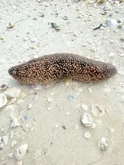 Holothuria princeps