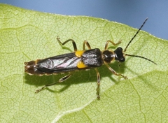 Trypherus frisoni