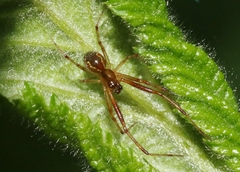Anelosimus studiosus