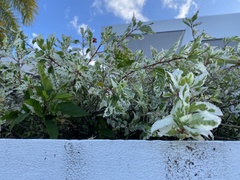 Hibiscus × archeri