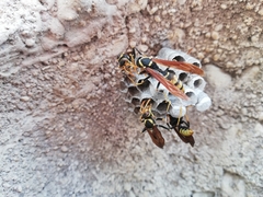 Polistes xanthogaster