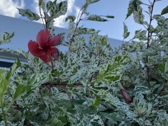 Hibiscus × archeri