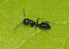 Colobopsis mississippiensis