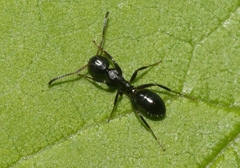 Colobopsis mississippiensis