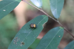 Canthon triangularis