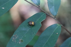 Canthon triangularis